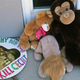 Signs and stuffed toy animals are placed at a memorial for Cecil the lion in the parking lot of Dr. Walter Palmer's dental clinic July 29, 2015, in Bloomington, Minn.
Adam Bettcher/Getty Images